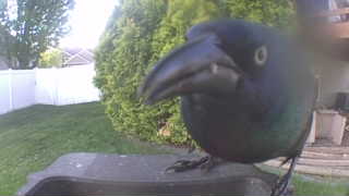 american crow