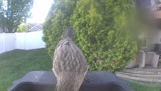 red-tailed hawk