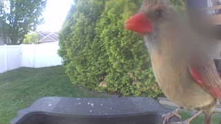 northern cardinal