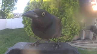 common grackle