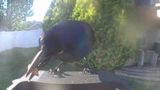 american crow