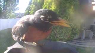 american robin