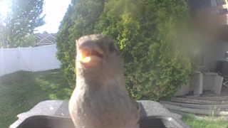 house sparrow