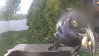 common grackle