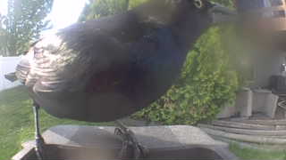 common grackle