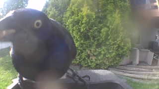 common grackle
