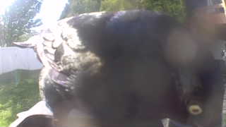 american crow