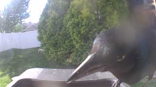 american crow