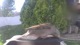 house sparrow