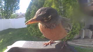 american robin