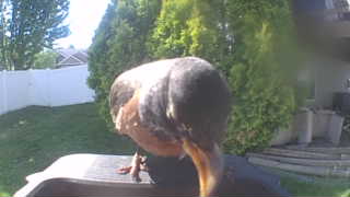 american robin