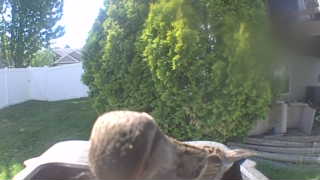house sparrow