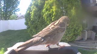 house sparrow