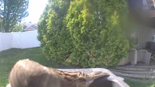 house sparrow