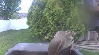 house sparrow