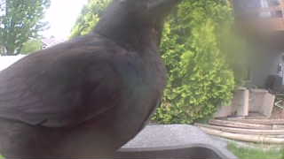 american crow