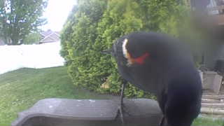 red-winged blackbird