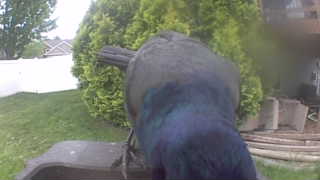 common grackle