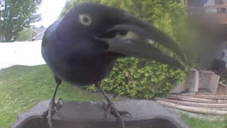 common grackle