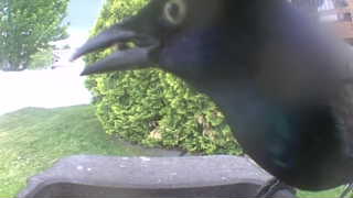 common grackle