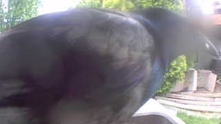 american crow
