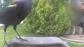 red-winged blackbird
