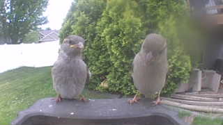 house sparrow