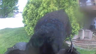 common grackle