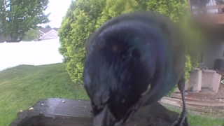 common grackle