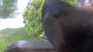 american crow