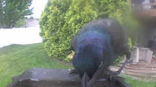 common grackle