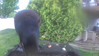 Unidentified clip