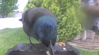 common grackle