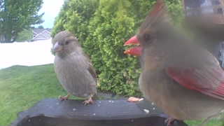 house sparrow