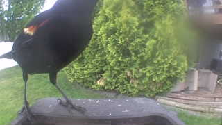 red-winged blackbird