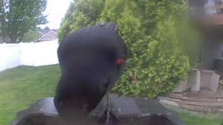 red-winged blackbird