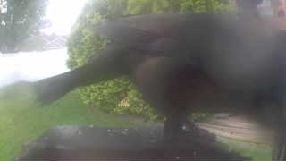common grackle