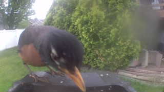 american robin