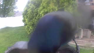 Unidentified clip