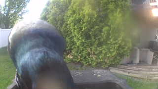 rock dove