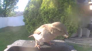 house sparrow