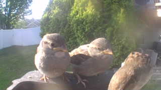 house sparrow