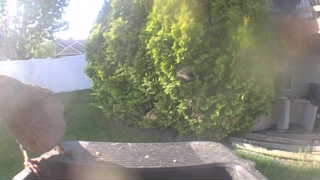house sparrow