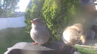 house sparrow