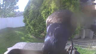 red-tailed hawk
