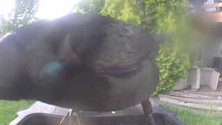common grackle