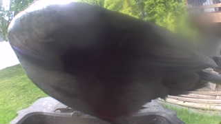 american crow