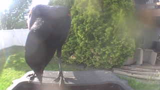 common raven
