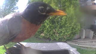 american robin