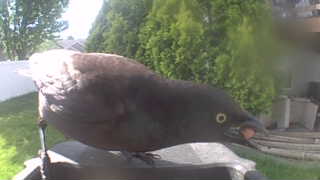 common grackle